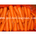 Cenoura fresca da colheita da alta qualidade
